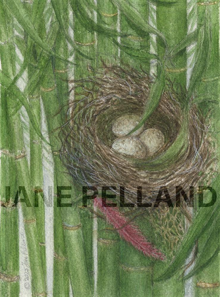 Cardinal Nest